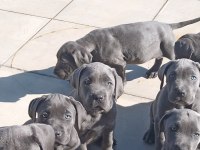 Blue cane corso yavrular