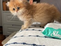 British Longhair Erkek