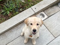 Golden Retriever Luna Kızımızı Sahiplendiriyoruz