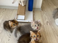 goldshowcats güvencesiyle secereli secersiz yavrular