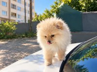 Bakımlı ve akıllı pomeranian kızımız