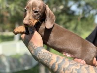 KALİTELİ DACHSHUND YAVRULARIMIZ