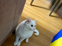 KEDİMİZ SEVGİLİ LİLY İÇİN YUVA ARIYORUZ