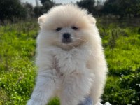 Pomeranian Yavrularımız Yeni Ailesini Arıyor