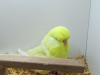 Muhabbet kuşu show jumbo