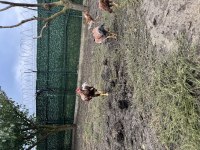 Sağlıklı iyi horozlar