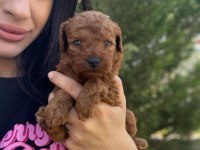 Red Brown Toy poodle bebeklerimiz
