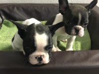 FRENCH BULLDOG YAVRULARI