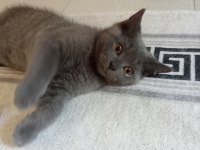 Erkek british shorthair 3 aylık