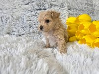 Maltipoo Yavrularımız