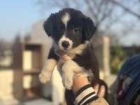 Zeka küpü border Collie bebeklerim
