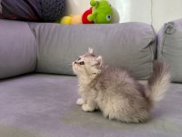 British longhair silver