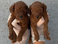 Kore toy poodle yavrularımız
