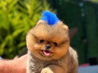 Orjinal Pomeranian Boo