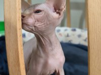 Elf pembe burun sfenks bebekler