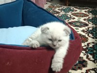 Adana yavru scottish blue point dişi yavru kedimiz