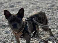 Egzotik merle french bulldog