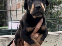 Harika Anatomi Doberman Yavrular