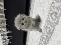 Erkek 25 günlük scottish fold kedimiz