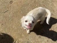 Elma Kafa Safkan Aşıları Tam Chihuahua