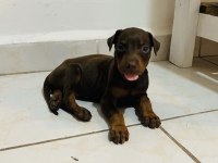 A++ Kalite Anne Baba Şecereli Doberman Yavrular