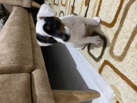 Safkan Kısa Bacak Dişi Jack Russell