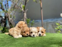 Yasal ruhsatlı çiftlikden maltipoo yavrularımız