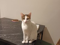 Sağlıklı 1 Yaşında Calico Kedimiz