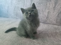 British shorthair iki aylık