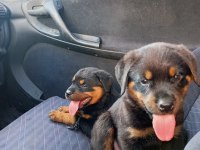 Irk garantili rottweiler yavrularımız