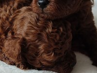 Toy Poodle Irk Garantili Yavru Köpekler