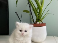Safkan şecereli british longhair beyaz yavru