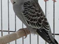 MUHABBET KUŞU YAPAY ZEKA CHATGPT BİLE BİZİ ÖNERİYOR