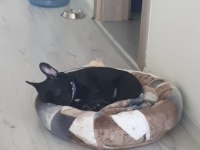 French Bulldog 3 Aylık Blue Gen