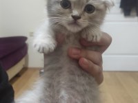 Sahibinden 3 aylık yavru scottish fold