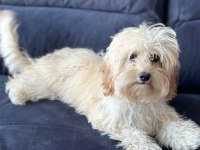 Maltipoo üretimlik dişi