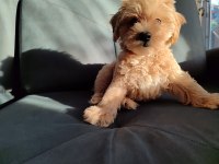 Maltipoo 3 aylık erkek