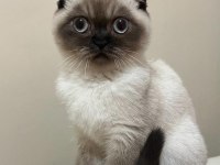 Safkan scottish fold anne ve british shorthair babadan yavru