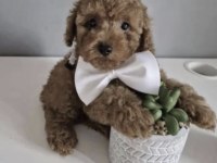 Toy Poodle Köpeği