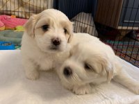 10 Ocak Doğumlu 1 Kız ve 1 Erkek Terrier (Rezerveye Açık)