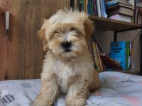 Maltipoo Yavrularımız