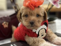 Küçük maltipoo kızım Miniş