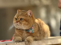 Safkan anne ve babadan scottish fold