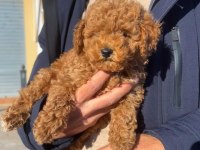 Toy Poodle Yavruları