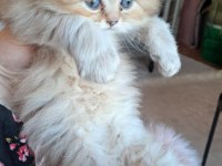 British longhair golden longhair dişi yavru