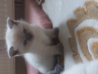 British shorthair yavru kediler