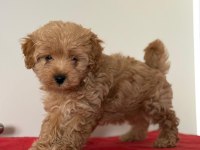TATLI MİNİK MALTİPOO YAVRULAR