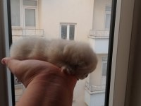 British shorthair bebeklerimiz yeni sahibini bekliyor
