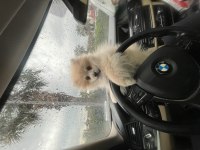 Yavru Pomeranian Boo