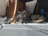 Yavru british uygun fiyatıdır veya 1 çuval felicia mama